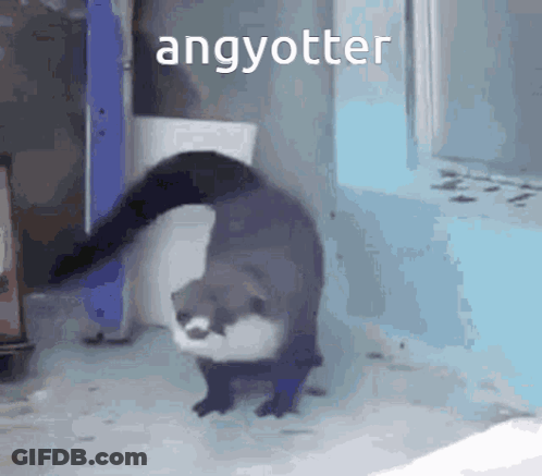 An Otter Is Walking In Front Of A Window With The Word Angyotter Above It GIF