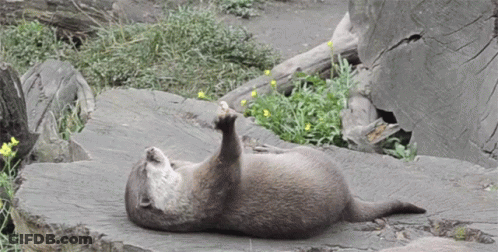 An Otter Laying On Its Back On A Rock With Its Paw Up GIF