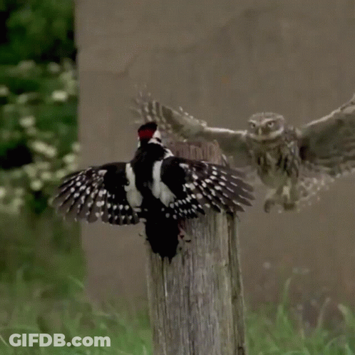 An Owl And A Woodpecker Are Standing On A Post GIF