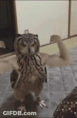 An Owl Flexing Its Muscles While Standing On A Carpet GIF