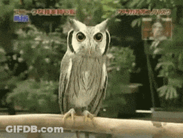 An Owl Is Perched On A Branch In Front Of A Sign That Says ' Owls ' GIF