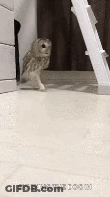 An Owl Is Standing On Its Hind Legs Next To A Ladder On The Floor . GIF