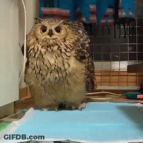 An Owl Sitting On Top Of A Blue Blanket GIF