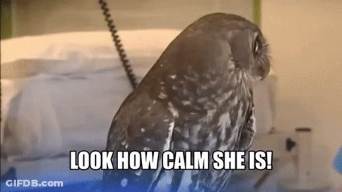 An Owl With The Words Look How Calm She Is On The Bottom GIF