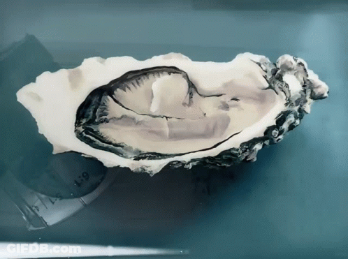 An Oyster Is Sitting On A Blue Surface Next To A Measuring Tape That Says 1-9 GIF