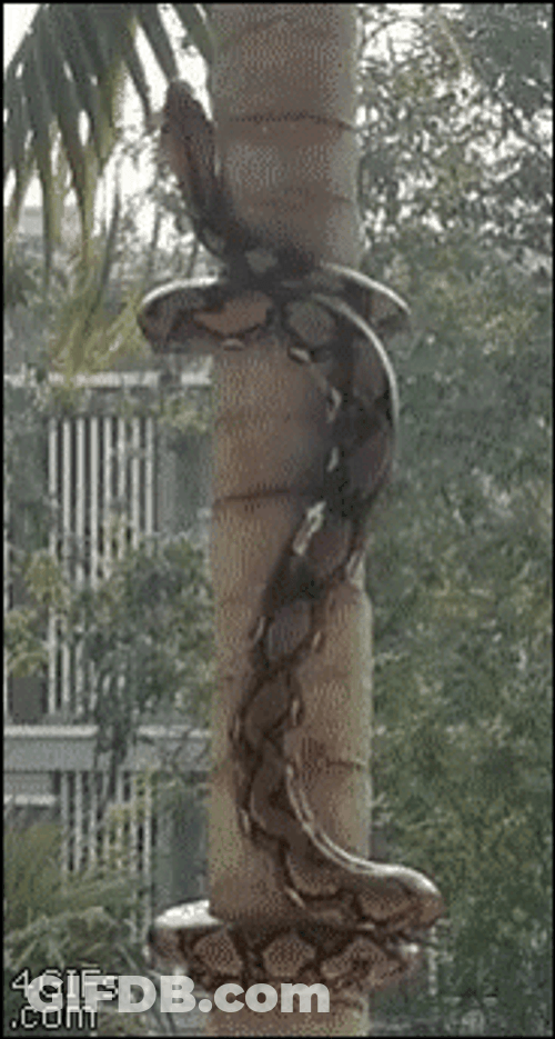 Anaconda Python Climbing A Tree GIF