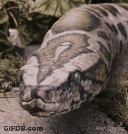 Anaconda Snake Harry Potter GIF