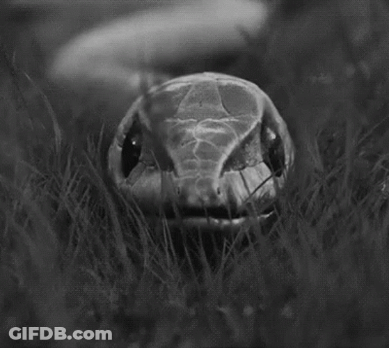 Anaconda Snake Shedding Skin GIF