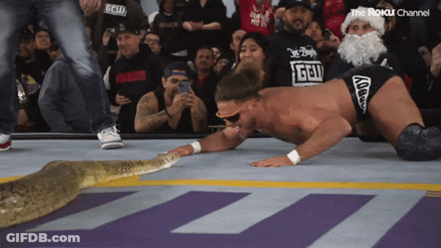 Anaconda Snake Wrestling GIF