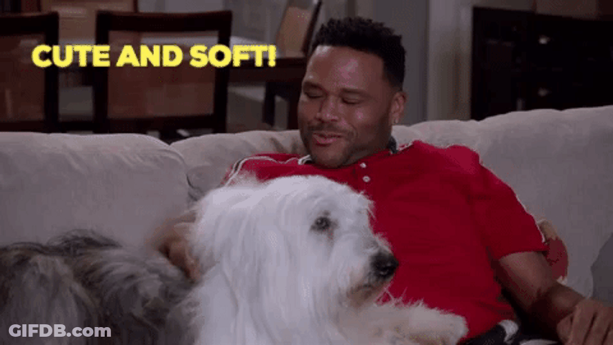 Andre Johnson Cute And Soft Dog GIF