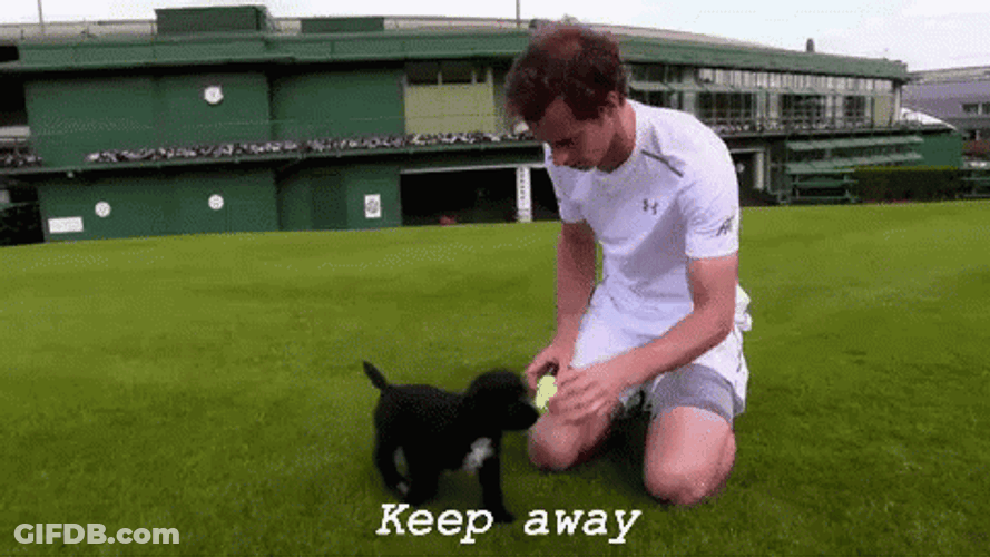 Andy Murray Playing With Puppy GIF