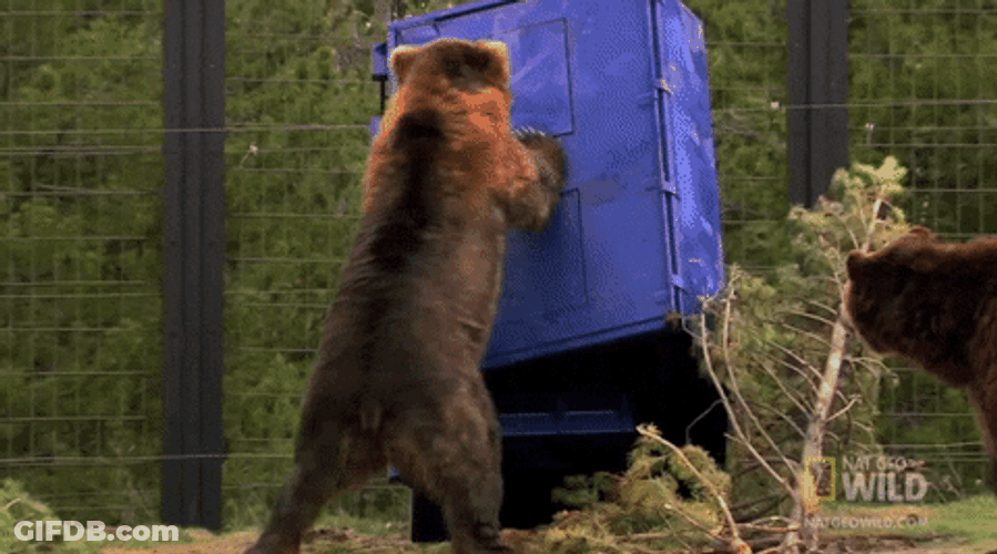 Angry Bear Nat Geo Wild GIF