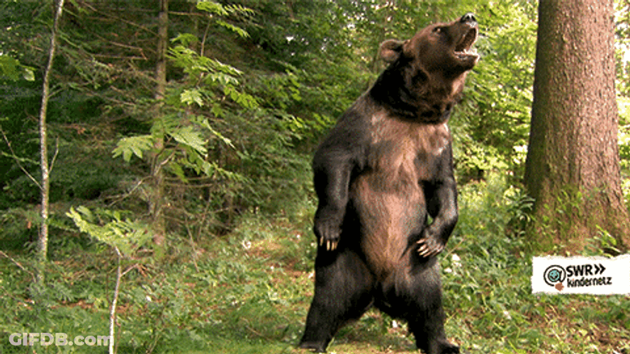 Angry Bear Roar Forest GIF