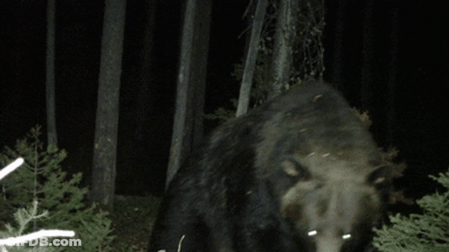 Angry Bear Wild Attack Camera GIF