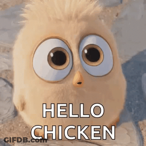 Angry Bird Saying Hello Chicken GIF