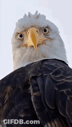 Angry Bird Says Go Back In Time To Get Turkeys Off The Menu GIF