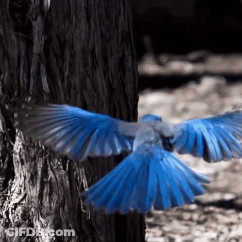 Angry Bird With Big Ears Listening Behind Glass GIF