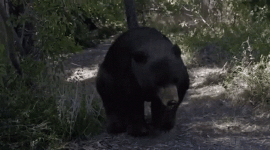 Angry Black Bear Roar Stand Forest GIF