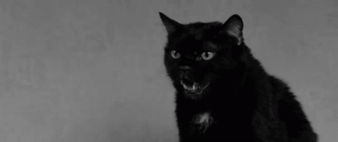 Angry Black Cat Growling Fangs GIF