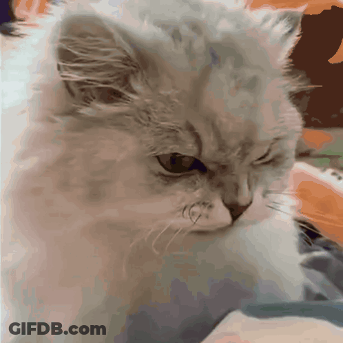 Angry Cat GIF