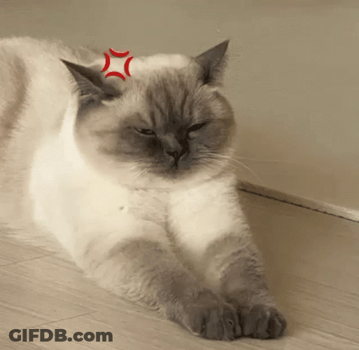 Angry Cat Annoyed Funny Edit GIF