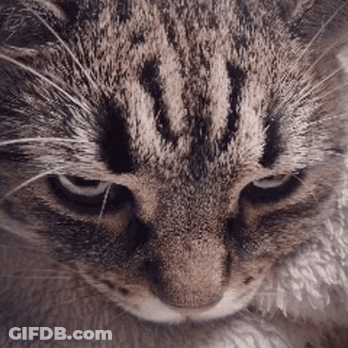 Angry Cat Annoyed Pissed Eyebrows Reaction GIF