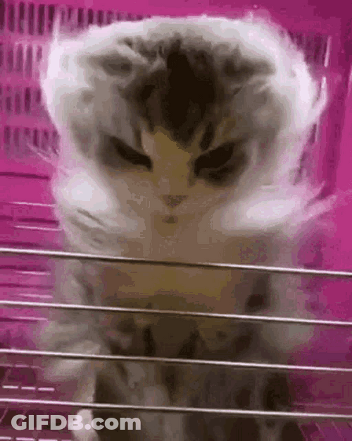 Angry Cat Blowing Hair Fur Cage GIF