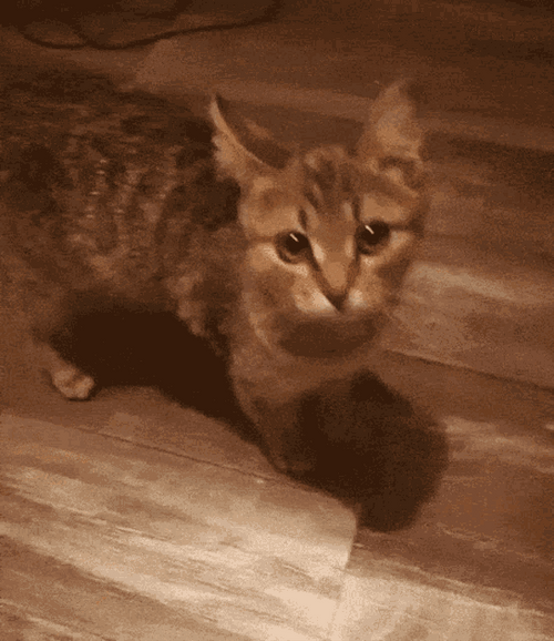 Angry Cat Cute Filter Snapchat GIF