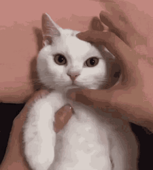 Angry Cat Face Squeeze Change Mood GIF