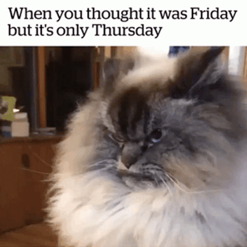 Angry Cat Friday Eve GIF