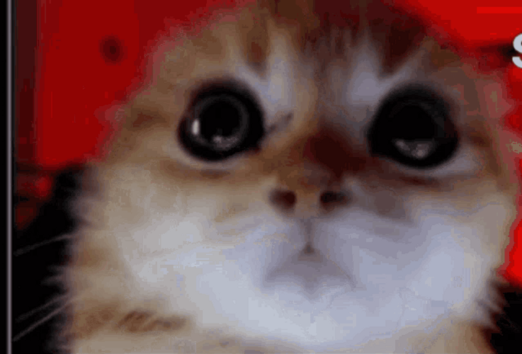 Angry Cat Glaring Eyes Face Reaction GIF