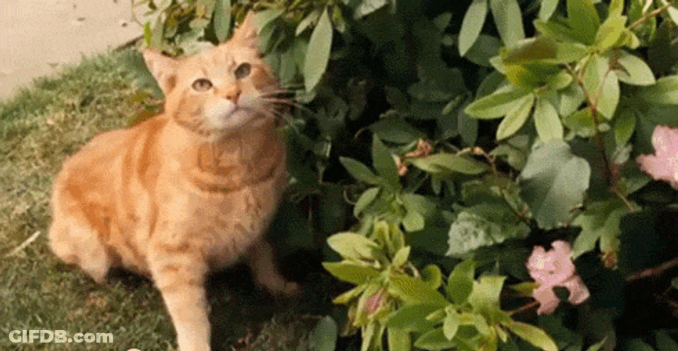 Angry Cat Growling Attack Flower Garden GIF