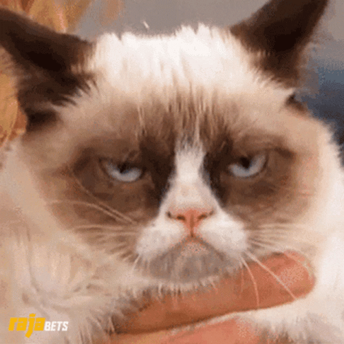 Angry Cat Grumpy Bored Face GIF