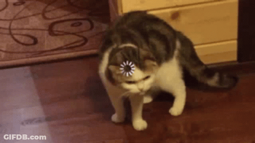 Angry Cat Loading Screen GIF