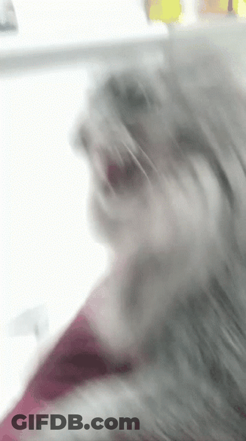 Angry Cat Mad Hissing Flash Effect GIF