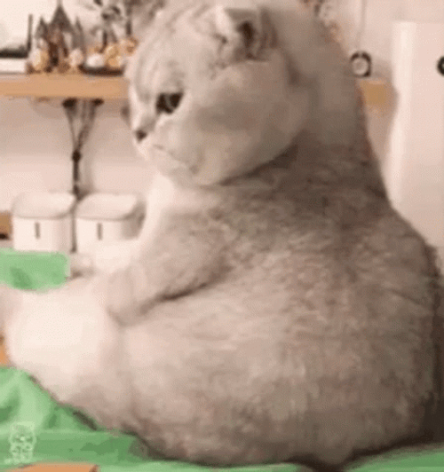 Angry Cat Mad Reaction Look Away GIF