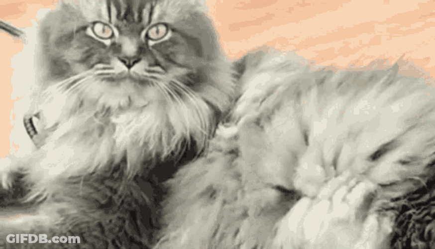 Angry Cat Moody Leave Me Alone Reaction GIF