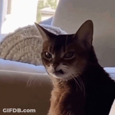 Angry Cat On Couch Looking At Camera GIF