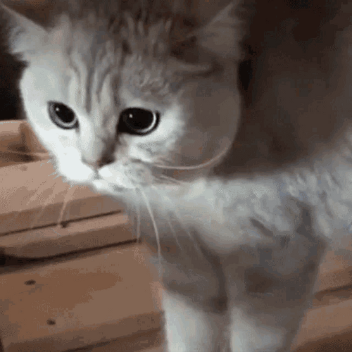 Angry Cat Pissed Back Off Reaction GIF