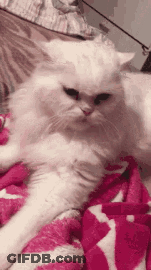 Angry Cat Pissed Go Away Attack Bed GIF