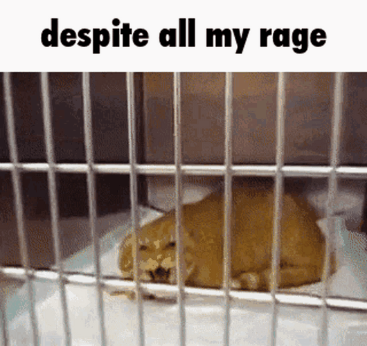 Angry Cat Rage Clinic Cage Meme GIF