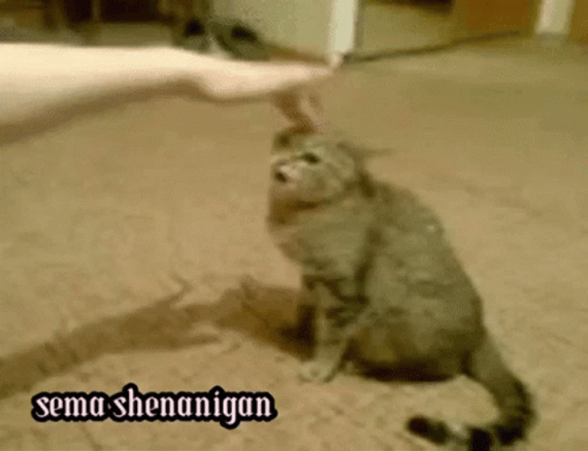 Angry Cat Shenanigans GIF