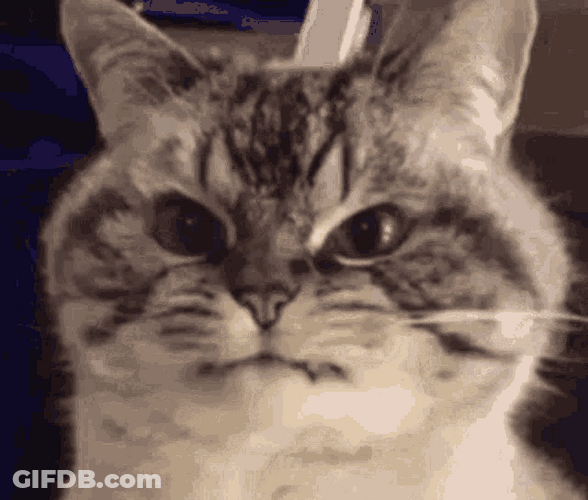 Angry Cat Showing Fangs Glaring Eyes GIF