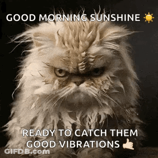 Angry Cat Sitting On Table With Good Morning Sunshine Message GIF