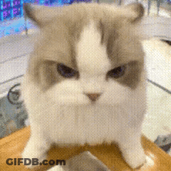 Angry Cat Sitting On Table GIF