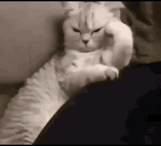 Angry Cat Thinking Couch Pose GIF