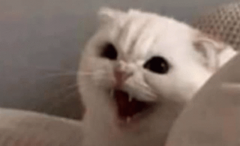 Angry Cat Triggered Hissing Camera Shake GIF