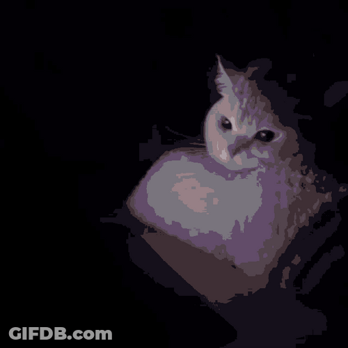 Angry Cat Watching Dark Lights On GIF