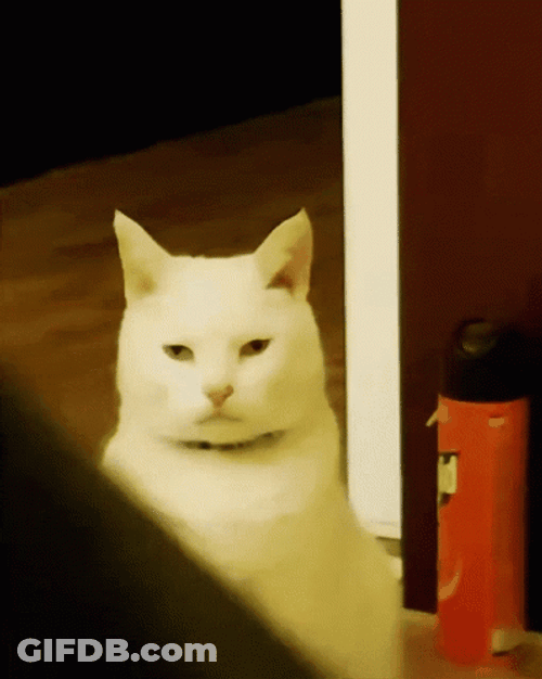 Angry Cat Youll Shoot Your Eye Out GIF