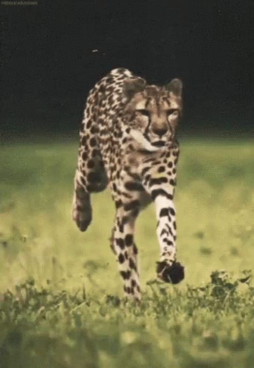 Angry Cheetah Running GIF